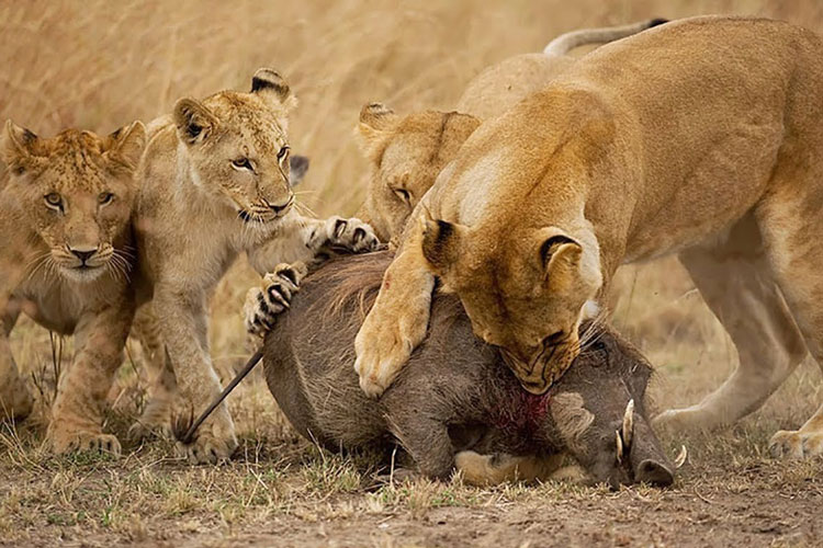 شکار گراز وحشی توسط شیر ماده | فیلم