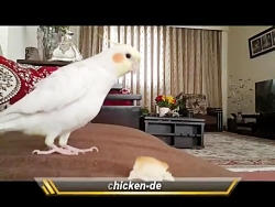 عروس هلندی سخنگو