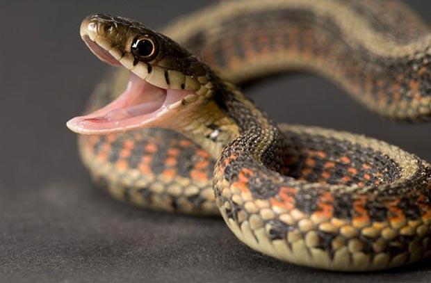 مار سر بریده بدن خودشو نیش میزنه