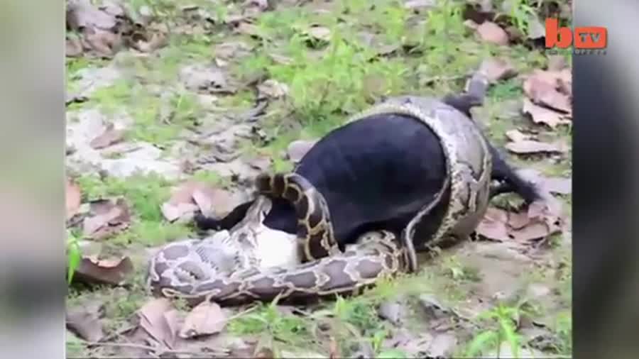 ماری که گاو نر را بلعید!