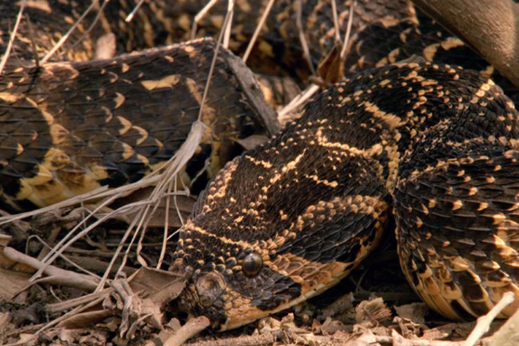 مرگ دردآور کرگدن بر اثر گزش مار سمی | فیلم
