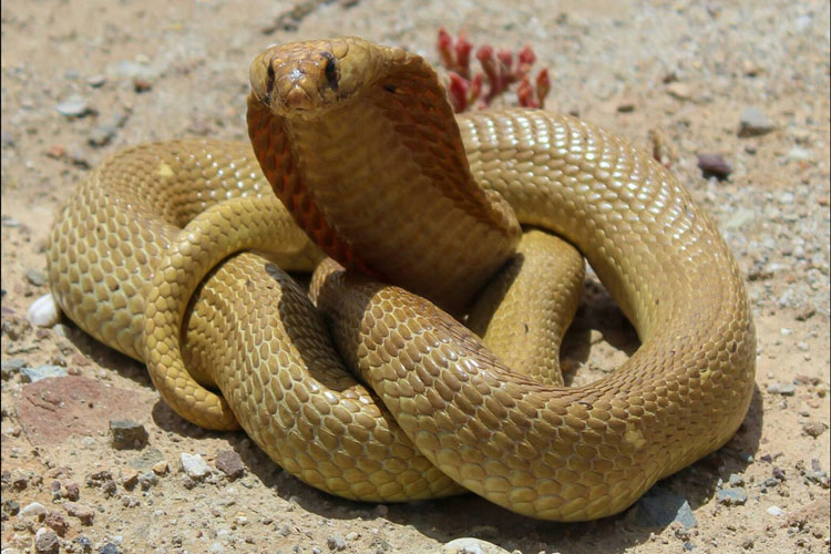 نحوه ردگیری شکار با استفاده از قوه بویایی سه بعدی کبرای زرد | فیلم