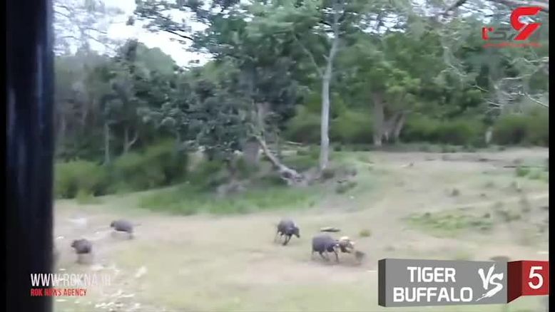 10 جنگ خونین حیوانات با یکدیگر + فیلم