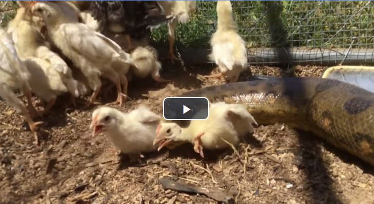 انداختن 100 جوجه جلوی مار 8 متری وحشتناک