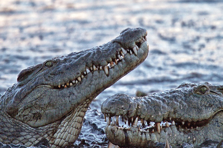 بلعیده شدن اسب آبی توسط تمساح‌های گرسنه | فیلم