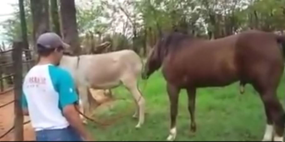 جفت گیری اسب بالغ (جف گیری حیوانات در ویدناک +18)