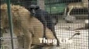 جفت گیری ,جفتگیری ,جفت گیری سگ, جفت گیری شیر ,جفت گیری سگ با شیر, جفت گیری حیوانات