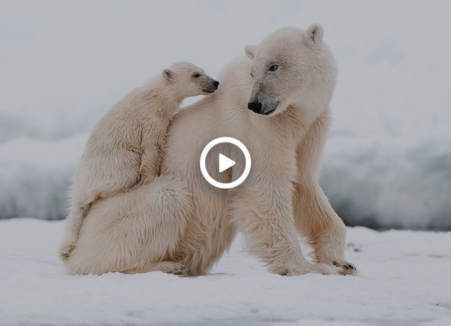 جفت گیری خرس قطبی/ جفت گیری حیوانات