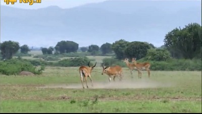 جنگ آهوهای نر برای جفت گیری با جفت ماده در حیات وحش