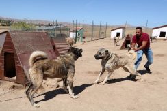 جنگ خونین سگ های کانگال با هم / فیلم جنگ حیوانات