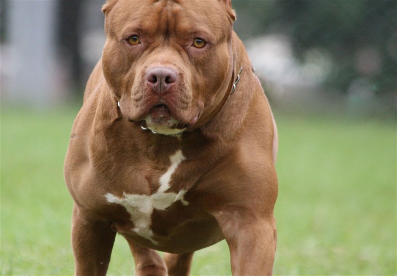 حمله سگ "پیت‌بول" به ۲ نفر در دزاشیب + عکس