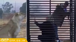 حیات وحش ,مستند حیات وحش ,حمله شیر ,شیر