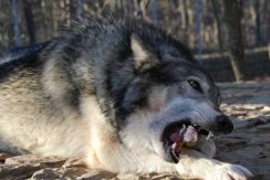 زنده زنده خوردن آدم توسط گرگ