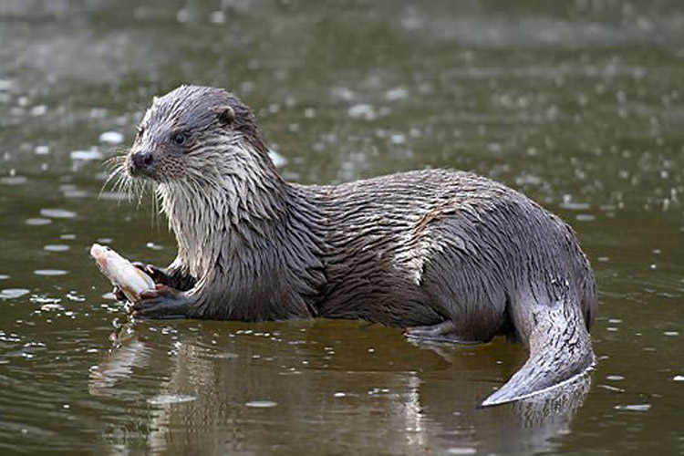 سمور آبی در طول روز دو کیلو ماهی می‌خورد | فیلم