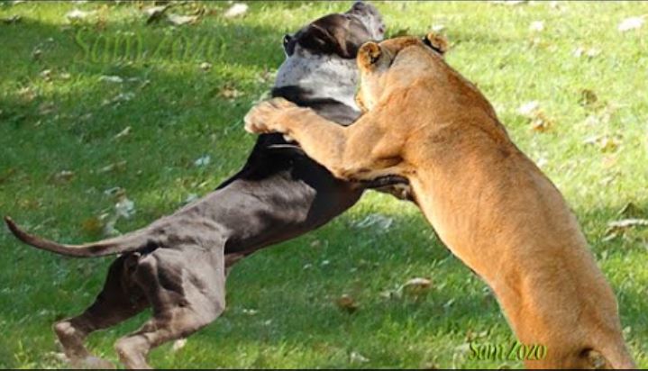 مبارزه سگ و شیر