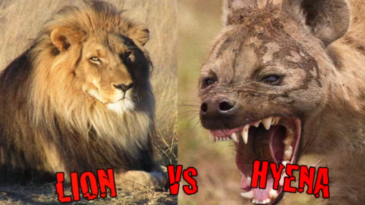 مهیج ترین جنگ و نبرد خونین حیوانات