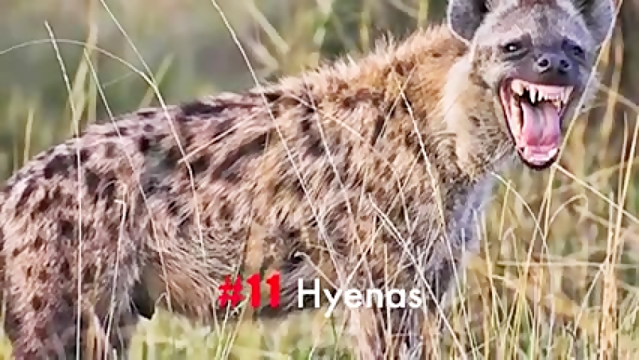 11 صدای وحشتناک حیوانات وحشی