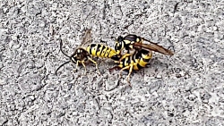 جفت گیری زنبور و درخواست ادامه جفت گیری توسط مورچه