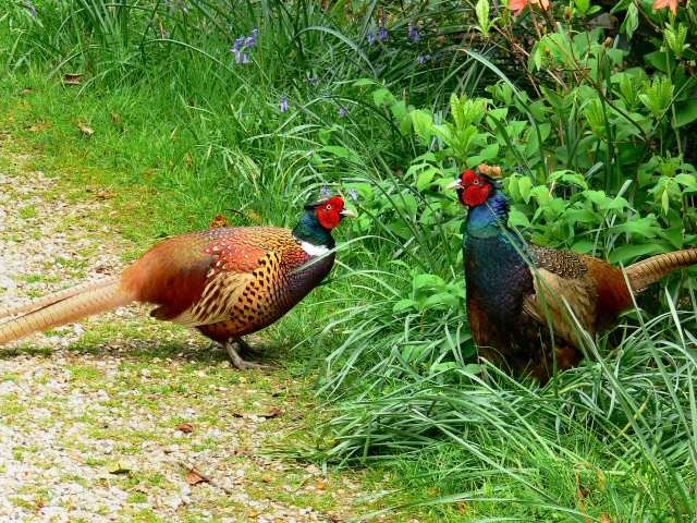 جفت گیری قرقاول در طبیعت