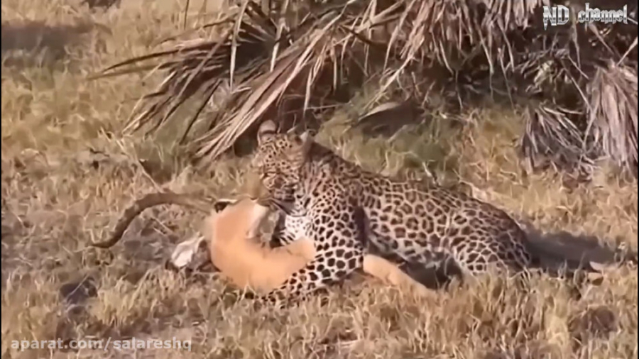 محاصره وحشتناک یوزپلنگ بین میمونهای خشمگین گوشتخوار