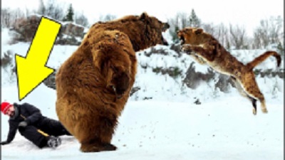 10 Wild Animals That Save People's Lives!