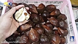 10 حیوان خانگی غیر قانونی آمریکا