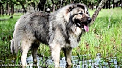 7-premium-guard-dogs-and-deadly-guards.