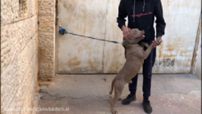 A big and extremely dangerous dog