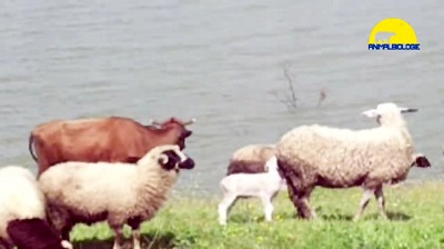 Angry Sheep War With Cow