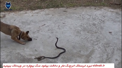 Battle of crabs and snakes