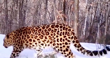 Beautiful pictures of the rare Amor tiger and leopard