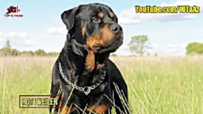 Best and smartest dog breed