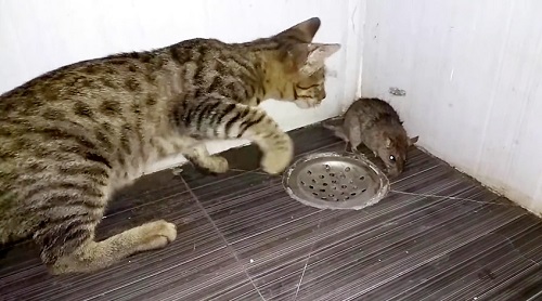 CAT EATS MOUSE ALIVE