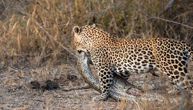 Cobra hunting by leopard