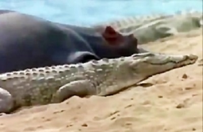 Crocodile and Horse Brawl