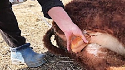Cutting the sheep testis