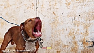 Dangerous Pit Bull Dog