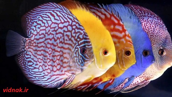 Discus Fish