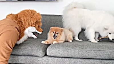 Funny joke with funny cute poppies