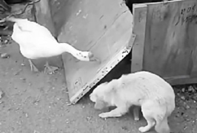 Funny puppy fight with duck