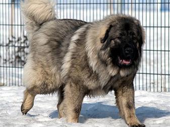 Great Caucasian Shepherd Dog