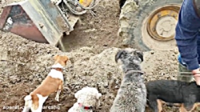 Kill 700 rats with several frightening 18+ trained wild dogs