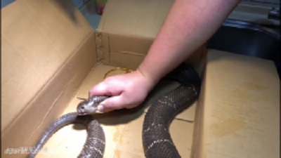 Kill and cook cobra snake