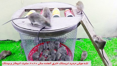 Learn how to make mouse traps