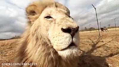 Lions attack humans