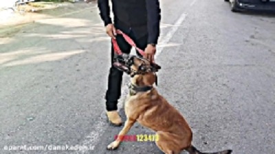 Malinova dog attacking everyone