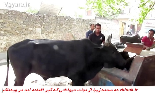 Rescue animals that are trapped