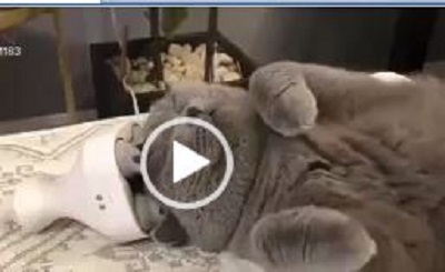 Scrub the cat's head with a massager