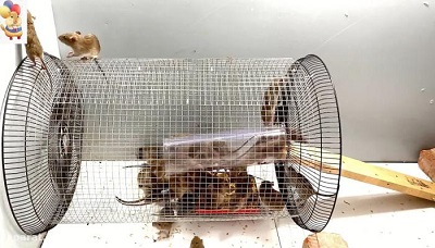 Terrible new rat traps