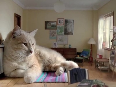 The 5 Greatest Giant Cats in the World